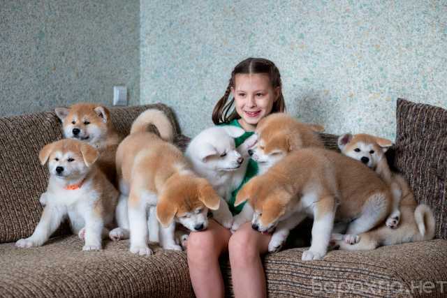 Продам: Акита ину щенки
