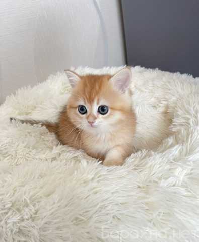 Куплю: котенка