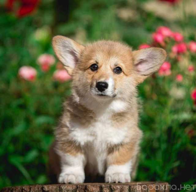 Продам: щенки Корги. Щенки Вельш Корги
