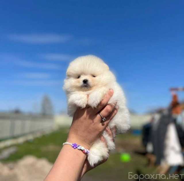Продам: Щенки померанского шпица. Шпиц