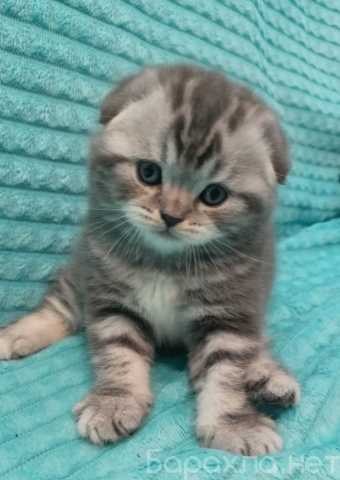Продам: Шотландские котята