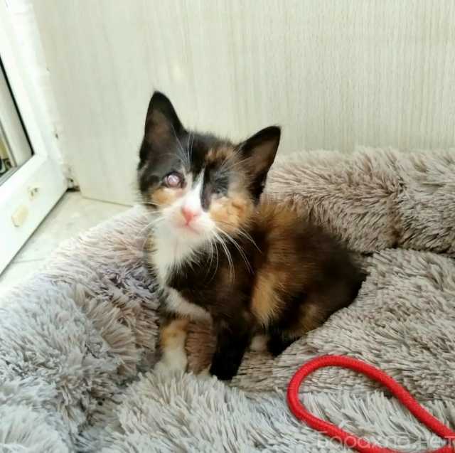 Отдам даром: трехцветного маленького котенка