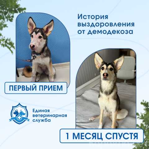 Предложение: Ветеринар на дом
