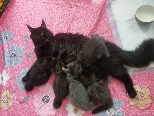 Продам: котята мейн-кун