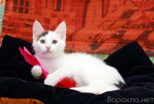Отдам даром: Бьянка, кошечка с чёлочкой.Котенок в дар