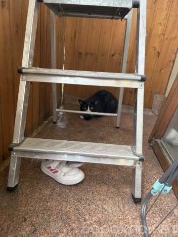 Отдам даром: Котик