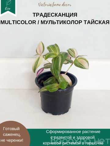 Продам: Традесканция мультиколор тайская