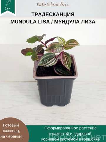 Продам: Традесканция Mundula Lisa/Мундула Лиза