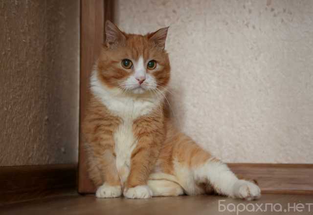 Отдам даром: молодые котики и кошечки