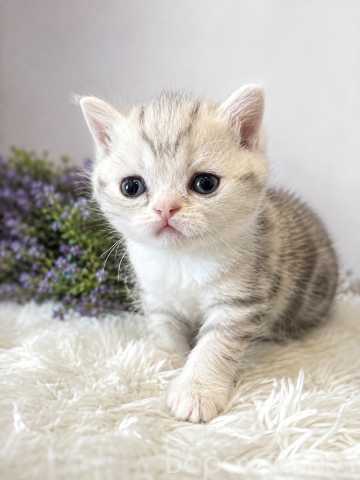 Продам: котята