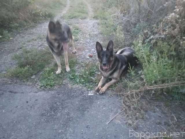 Продам: Щенки