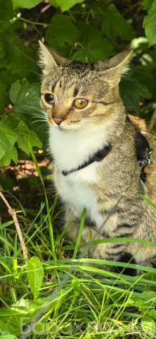 Приму в дар: Котик для вязки