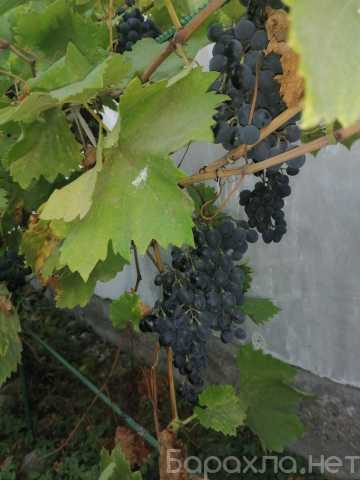 Продам: Виноград домашний, без химикатов