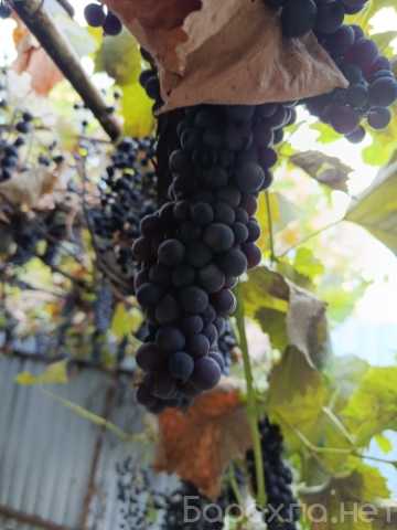 Продам: Виноград винный