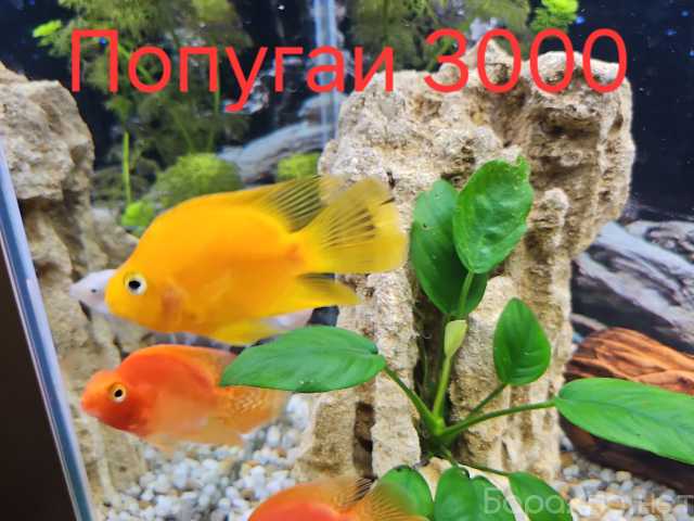 Продам: Цихлиды