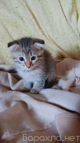 Продам: Котёнок
