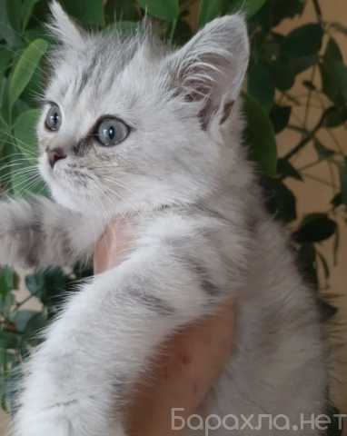 Продам: котенок шотландец короткошерстный