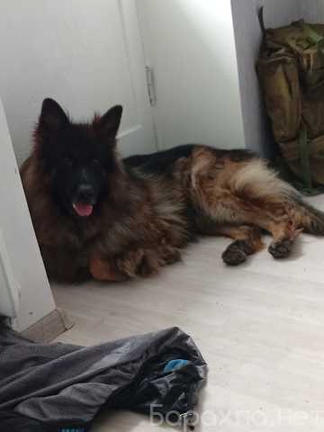 Предложение: Немецкая овчарка кобель 4 года