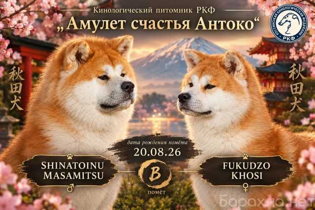 Продам: Акита ину щенки