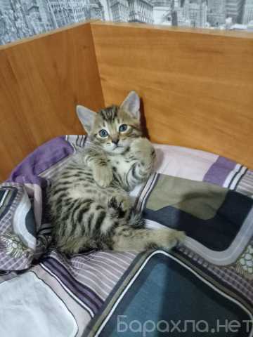 Продам: Котёнок