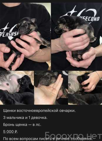 Продам: ЩЕНКИ восточноевропейской овчарки
